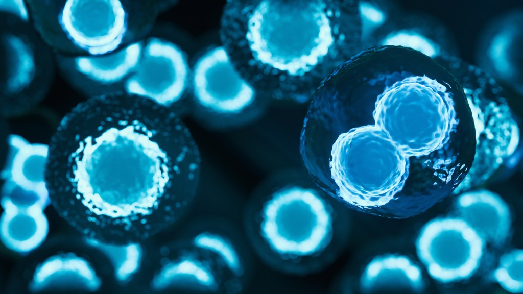 Ein computergerendertes Bild menschlicher Stammzellen.