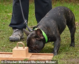 Eine französische Bulldogge nimmt an der Studie teil