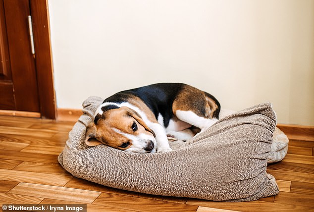 Beagles können unter Trennungsangst leiden
