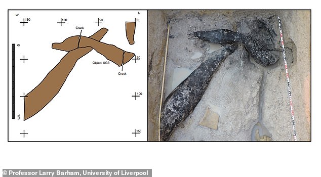 Wissenschaftliche Analyse: Der obere Stamm war geformt und auf beiden Stämmen wurden Werkzeugspuren gefunden