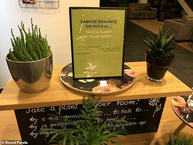 Gäste mit einem grünen Daumen können in diesem Hotel in Polen eine Pflanze als Gesellschaft auf ihr Zimmer mitnehmen