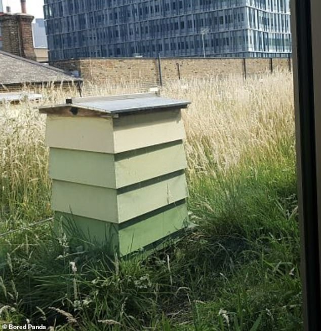 Das Thr Royal Lancaster Hotel in London hat Bienenstöcke auf dem Dach, damit es seinen Gästen frischen Honig anbieten kann