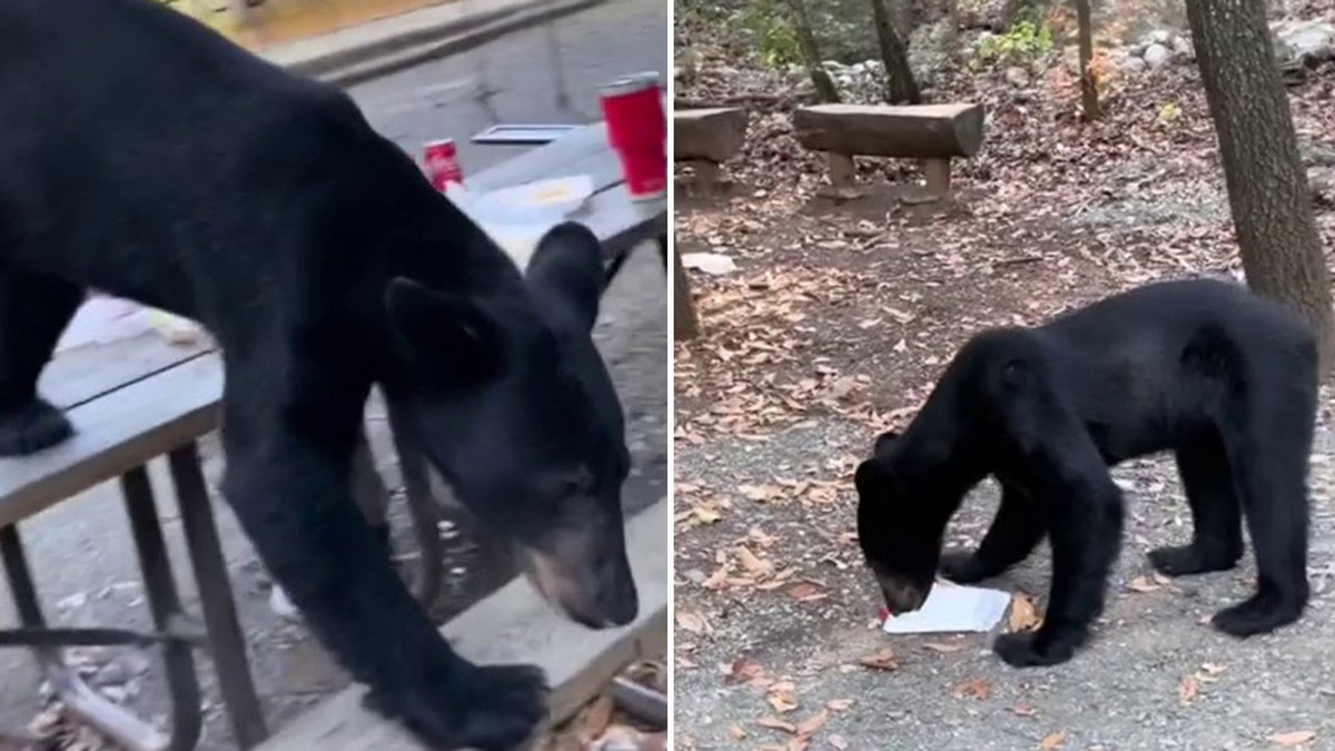 Bär verlässt den Picknicktisch
