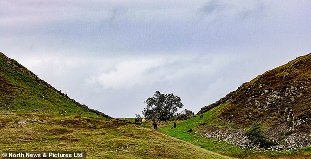 The Sycamore Gap tree is pictured today after being felled in Northumberland