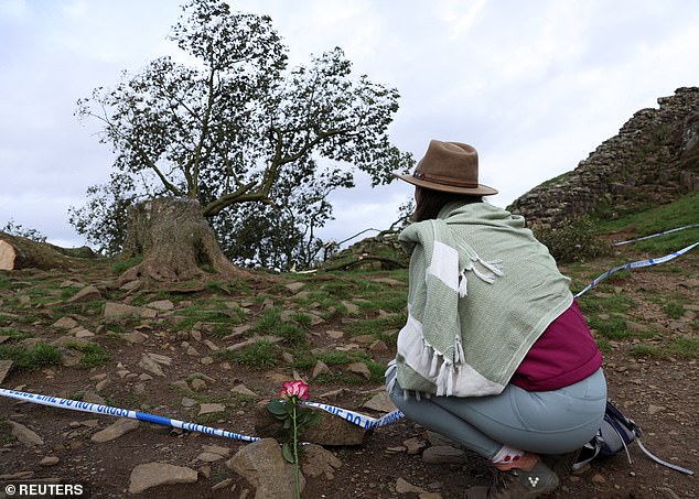 People look at the tree at Sycamore Gap next to Hadrian's Wall in Northumberland today