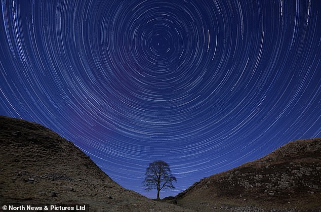 Pictured: The Sycamore Gap tree before it was chopped down