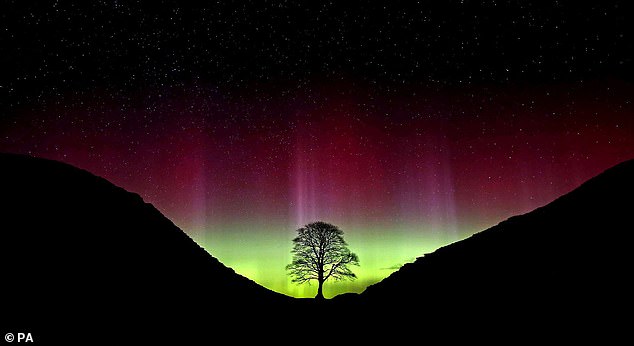 An undated picture of the tree at Sycamore Gap, at Hadrian's Wall near Crag Lough, Northumberland, taken showing the Northern Lights