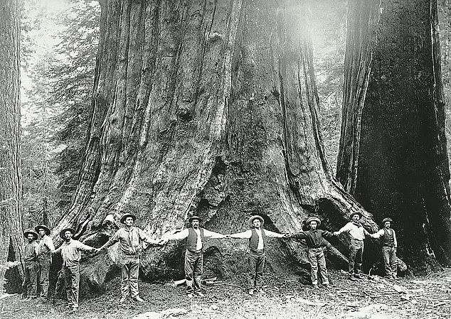 When it was felled in 1892, the General Noble Tree - which had stood in the mountains in the Converse Basin Grove in California - was among the biggest in the world. Above: The felling crew link arms around the base of the tree, demonstrating how big it was