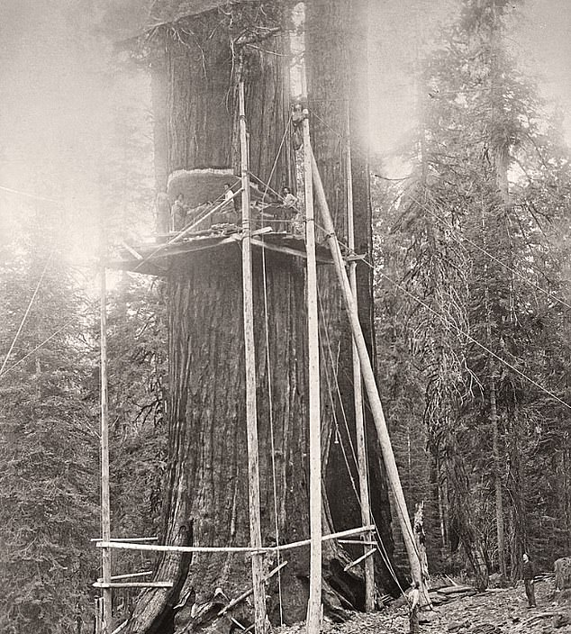 Standing at around 300ft and with a circumference of nearly 100ft, the giant sequoia was a monumental feat of nature