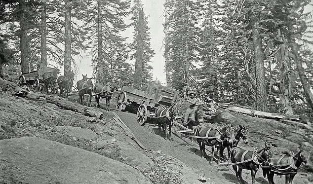 It was hollowed out and cut into more than 40 sections before the pieces of the tree were carried down the mountain by teams of mules pulling custom-built wagons
