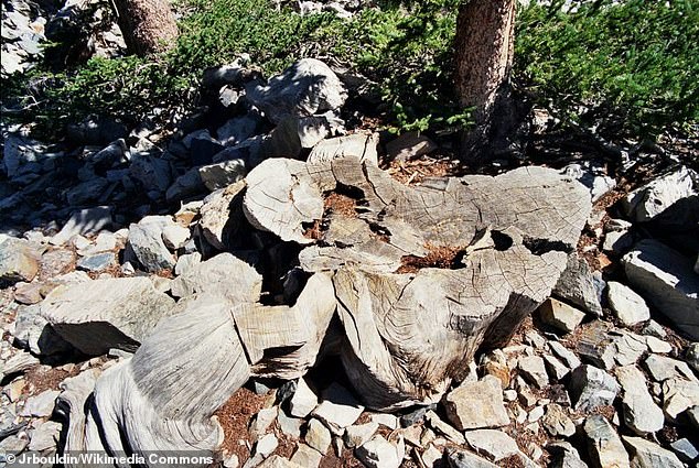 In 1964, a graduate student working at the United States Forest Service felled what turned out to be the world's oldest organism. Named Prometheus after the figure from Greek mythology who stole fire from the gods and gave it to man, the tree - on Wheeler Peak mountain in Nevada - was nearly 5,000 years old. Above: The stump of the tree