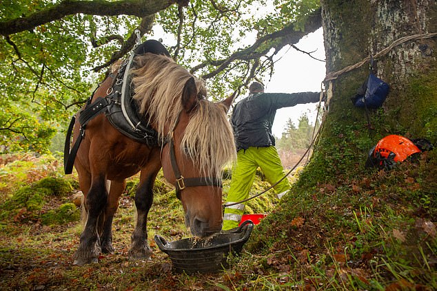 Herr Dakin und sein Pferd „Tarzan“ arbeiten neben Loch Arkaig, Lochaber, für Woodland Trust Scotland