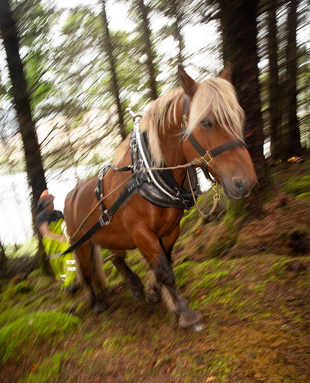 Bei der Kampagne wird die neueste Form des Holztransports mit der ältesten zusammenarbeiten, um zu versuchen, einen spektakulären Rest des kaledonischen Kiefernwaldes und des schottischen Regenwaldes wiederherzustellen