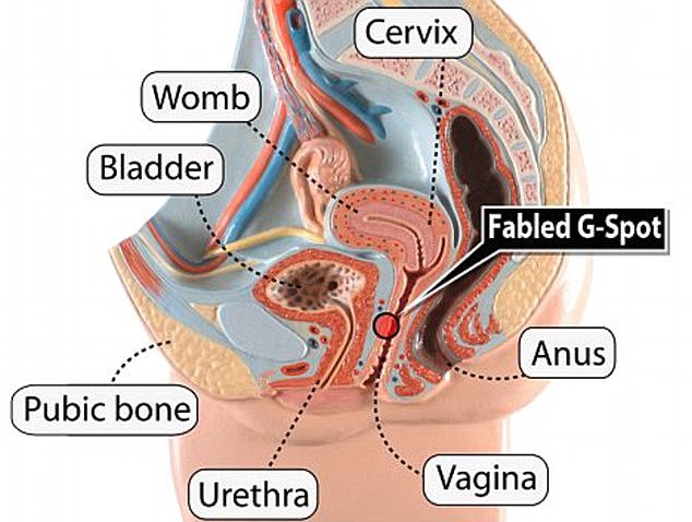 Der G-Punkt soll einige Zentimeter innerhalb der oberen Wände der Vagina sitzen
