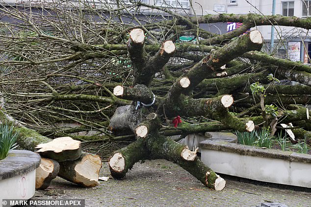 In March, Conservative-run Plymouth City Council sparked fury when they cut down 110 trees in the middle of the night