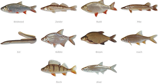 Ein Leitfaden auf der Website „Fish Doorbell“ veranschaulicht die Fischarten, die gesichtet werden können