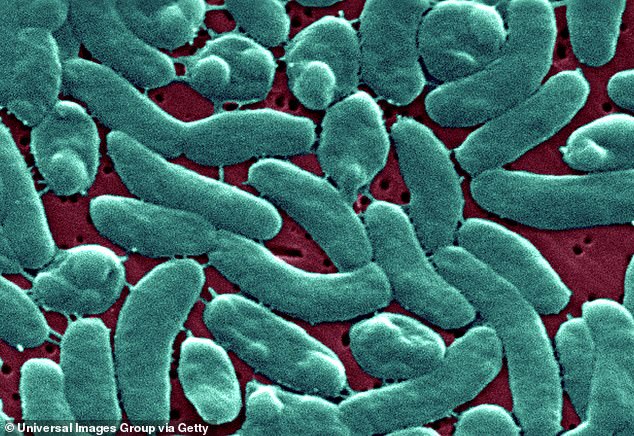 Das Gesundheitsministerium von Florida warnt die Bewohner vor dem fleischfressenden Bakterium Vibrio vulnificus, das im Hochwasser lauern könnte