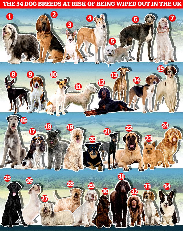 Der Kennel Club hat eine Liste von 34 gefährdeten einheimischen britischen und irischen Rassen erstellt, für die weniger als 300 Registrierungen pro Jahr vorliegen.  1. Bearded Collie 2. Bloodhound 3. Bullterrier (Miniatur) 4. Collie (Smooth) 5. Dandie Dinmont Terrier 6. Deerhound 7. English Setter 8. English Toy Terrier (Black & Tan) 9. Foxhound 10. Foxterrier ( Smooth) 11. Glen of Imaal Terrier 12. Gordon Setter 13. Greyhound 14. Harrier 15. Irish Red & White Setter 16. Irish Wolfhound 17. King Charles Spaniel 18. Kerry Blue Terrier 19. Lakeland Terrier 20. Lancashire Heeler 21. Manchester Terrier 22. Mastiff 23. Norwich Terrier 24. Otterhound 25. Retriever (Curly Coated) 26. Sealyham Terrier 27. Skye Terrier 28. Soft Coated Wheaten Terrier 29. Spaniel (Clumber) 30. Spaniel (Field) 31. Spaniel (Irish Water). ) 32. Spaniel (Sussex) 33. Spaniel (Welsh Springer) 34. Welsh Corgi (Cardigan)