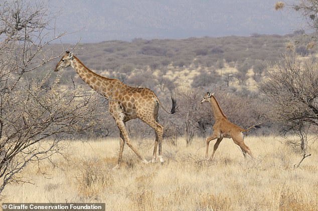 Die erste makellose Giraffe wurde in den Ebenen Afrikas gesichtet
