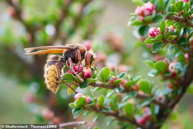 Hornets are found throughout North America, Europe and Asia - and pack a punch stingwise