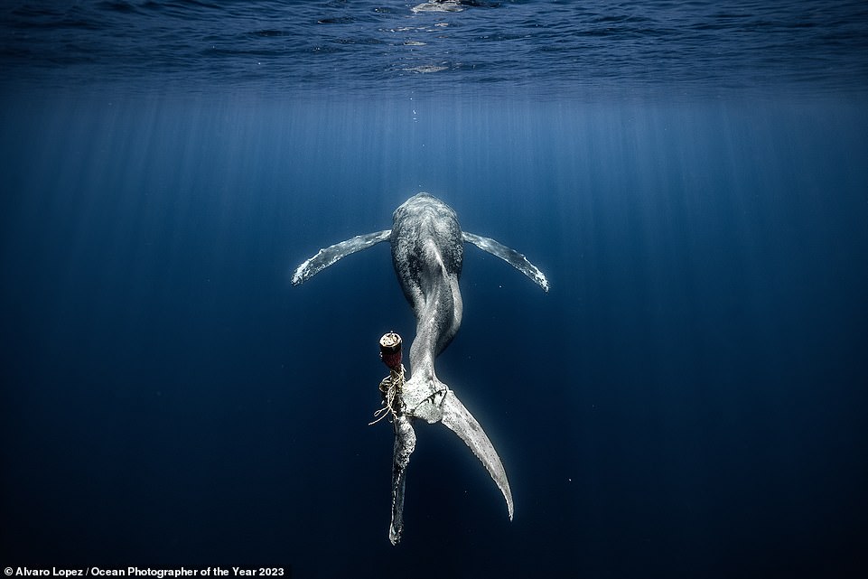 Diese verheerende Aufnahme zeigt einen verletzten Wal, der vor der Küste Mexikos zur Meeresoberfläche schwimmt.  Seine Schwanzflosse (ein Teil seines Schwanzes) wurde durch wiederholtes Verheddern schwer beschädigt.  Es wurde von Alvaro Lopez eingefangen, der bei der Gesamtauszeichnung „Ocean Photographer of the Year 2023“ den dritten Platz belegt