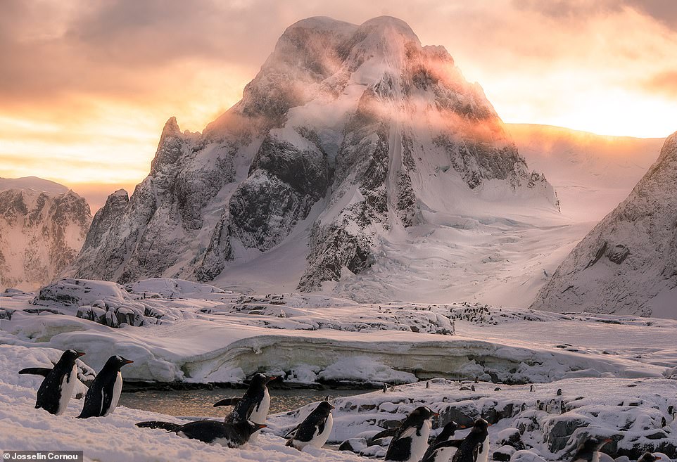 Cornou hat dieses atemberaubende Foto auf einer „aufschlussreichen“ Reise in die Antarktis aufgenommen, bei der er unter Pinguinen lebte und die Auswirkungen der globalen Erwärmung untersuchte