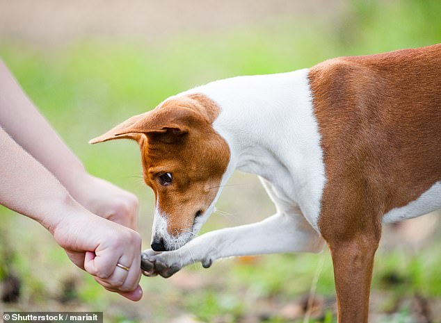 Ihre kräftigen Nasen sind dafür berüchtigt, Leckereien aufzuspüren.  Laut einer Studie ist die Wahrscheinlichkeit, dass Hunde Futter finden, wenn sie sehen, dass es von einer Person versteckt wird, höher, als dass sie sich nur auf den Geruch verlassen (Archivbild).