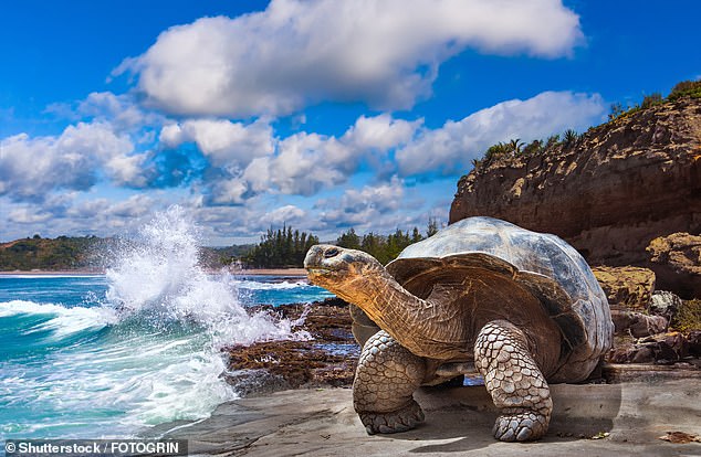 Auf einer Tour rund um die Galapagos-Inseln kommt Claudia Joseph den „großartigen“ Kreaturen des Archipels, darunter Riesenschildkröten (oben), ganz nah.