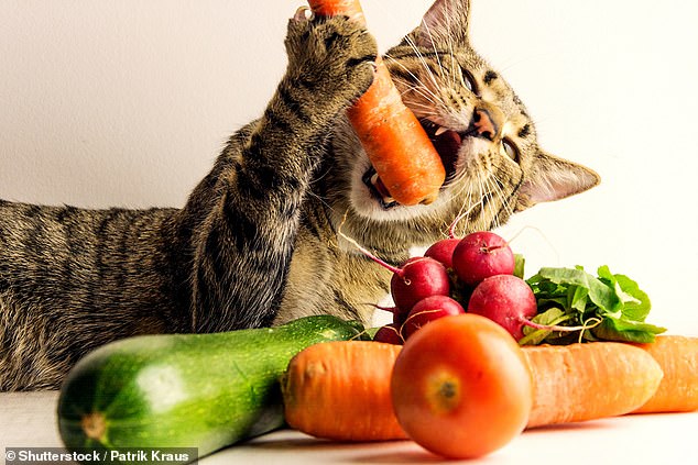 Katzen sind zwar Fleischfresser, aber neue Forschungsergebnisse deuten darauf hin, dass unsere Katzenfreunde möglicherweise von einer veganen Ernährung profitieren könnten (Archivbild)