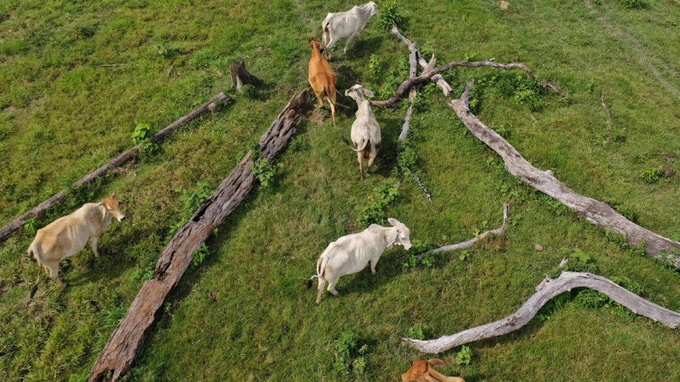Kühe, die auf dem von umgestürzten Bäumen umgebenen Gras zu dünn aussehen