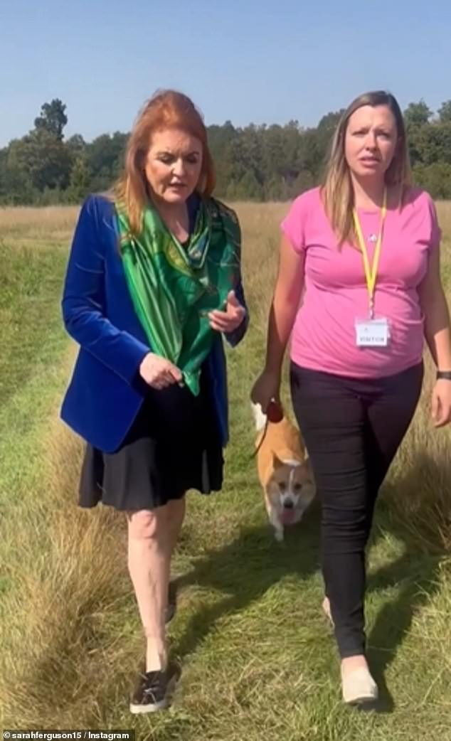 Die Herzogin von York hat ein Video von sich selbst bei einem Spaziergang mit Katze Jurczenko mit ihrer pensionierten Border-Force-Hündin Jessie und einem der Corgis der Königin hochgeladen