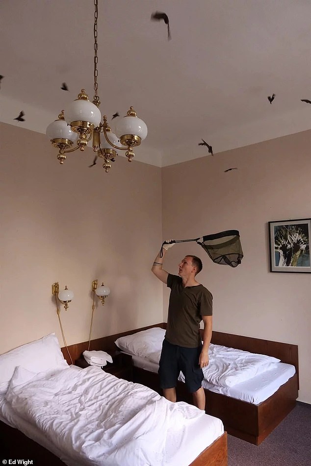 Urlauber in der Tschechischen Republik waren beschämt, als sie beim Aufwachen über 250 schlafende Fledermäuse in ihrem Hotelzimmer vorfanden.  Im Bild: Ein Tierrettungsmitarbeiter versucht, die Fledermäuse zu fangen