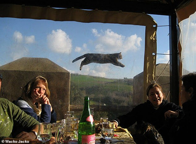 Die grosse Flucht!  Wie groß ist die Wahrscheinlichkeit, dass ein Foto den großartigen Moment einfängt, in dem eine Katze in die Luft sprang – mitten im Gespräch?