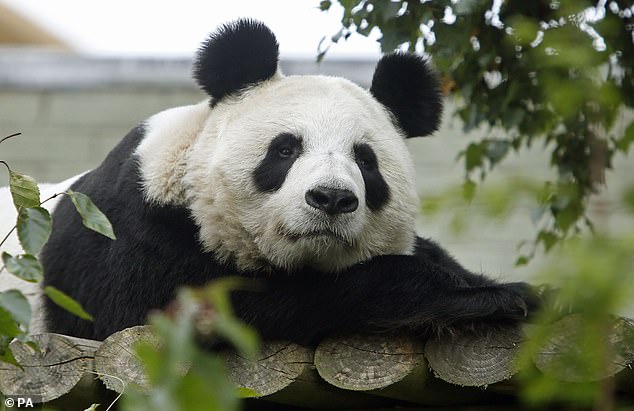 Laut einer Studie können Pandas unter „Jetlag“ leiden, wenn sie sich in Zoos weiter nördlich als dort aufhalten, wo sie normalerweise leben