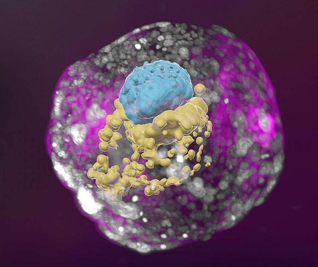 Im Bild: der 14-Tage-Embryo, einschließlich des Dottersacks (gelb) und des Teils, der zum Embryo selbst wird, gekrönt von der Membran (blau) – alles umhüllt von Zellen, die zur Plazenta werden (rosa).