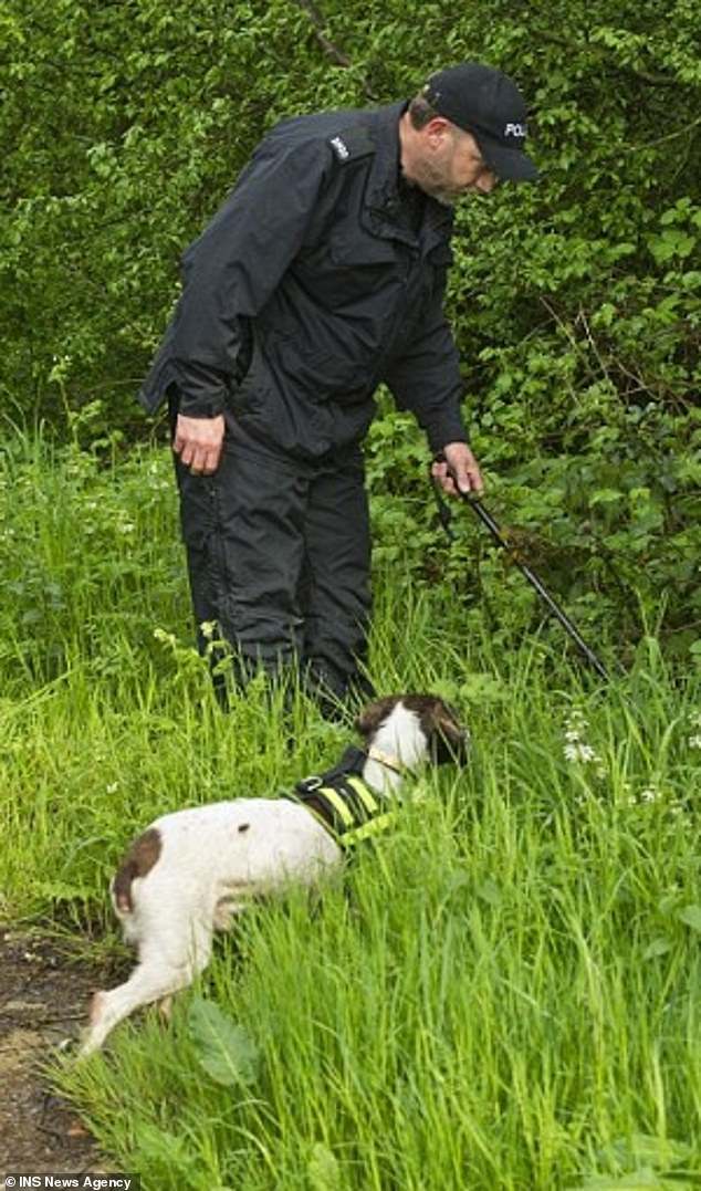Ein Polizeihund bei der Suche nach einer vermissten Person.  Die Forscher hoffen, dass die Versuche, wenn sie genehmigt werden, die Fähigkeit von Hunden verbessern werden, bei der Suche nach vermissten Personen menschliche Überreste zu finden