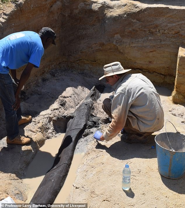 Bedeutsam: Archäologen haben das möglicherweise früheste Beispiel für Zimmerei aus der Zeit vor fast einer halben Million Jahren entdeckt.  Forscher fanden an den Kalambo Falls in Sambia zwei ineinandergreifende Baumstämme, die durch eine absichtlich geschnittene Kerbe verbunden wurden, sowie eine Sammlung von Holzwerkzeugen