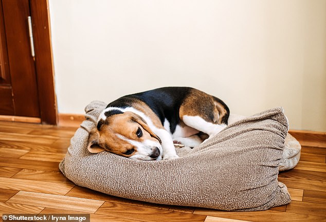 Beagles können sich schlecht benehmen, wenn sie allein gelassen werden, warnte Winter