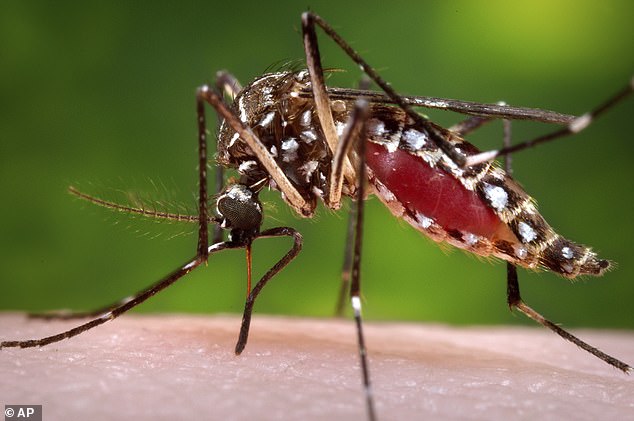 Es ist bekannt, dass die Sorte Aedes aegypti einen unangenehmeren Juckreiz verursacht als einige andere