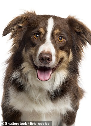 Den Forschern zufolge werden Hunde mit einem einfarbigen Gesicht als ausdrucksvoller wahrgenommen als solche mit mehrfarbigem Gesicht