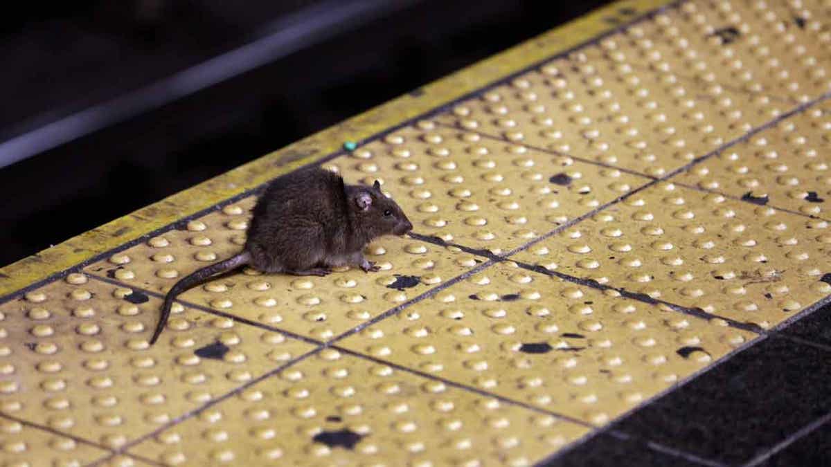 Ratte auf U-Bahnsteig