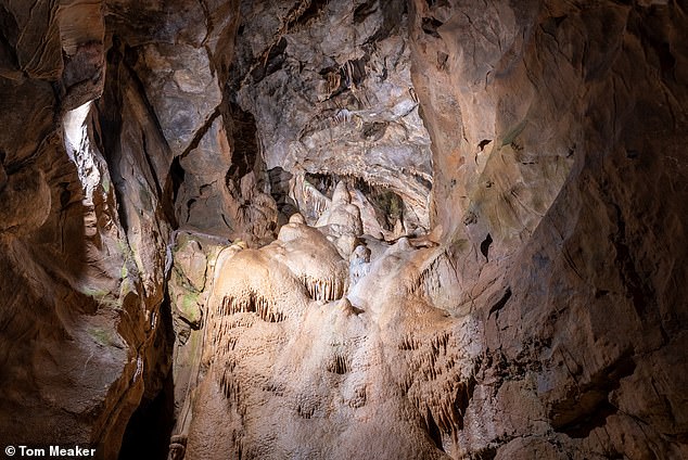 Experten analysierten Knochen, die an fast 60 Standorten in ganz Europa freigelegt wurden, darunter Gough's Cave in Cheddar Gorge, Somerset (im Bild sind Felsformationen in Gough's Cave)