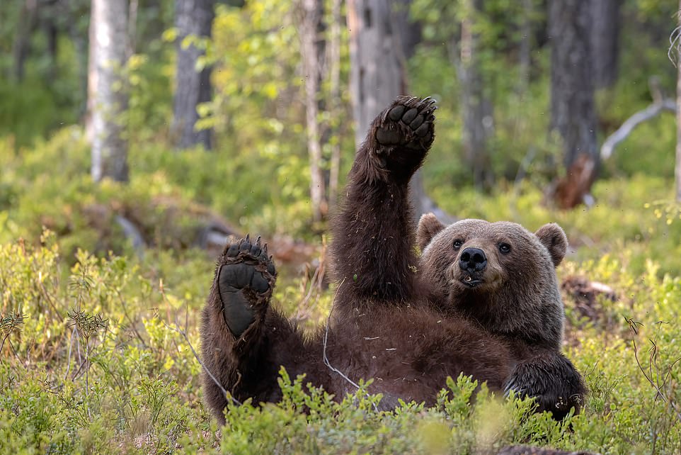 Picture me! Picture me!! by Dikla Gabriely from Yokneam, Israel: 'A brown bear in Finland who definitely did everything to make me pay attention to him and focus on him and not the other bears'