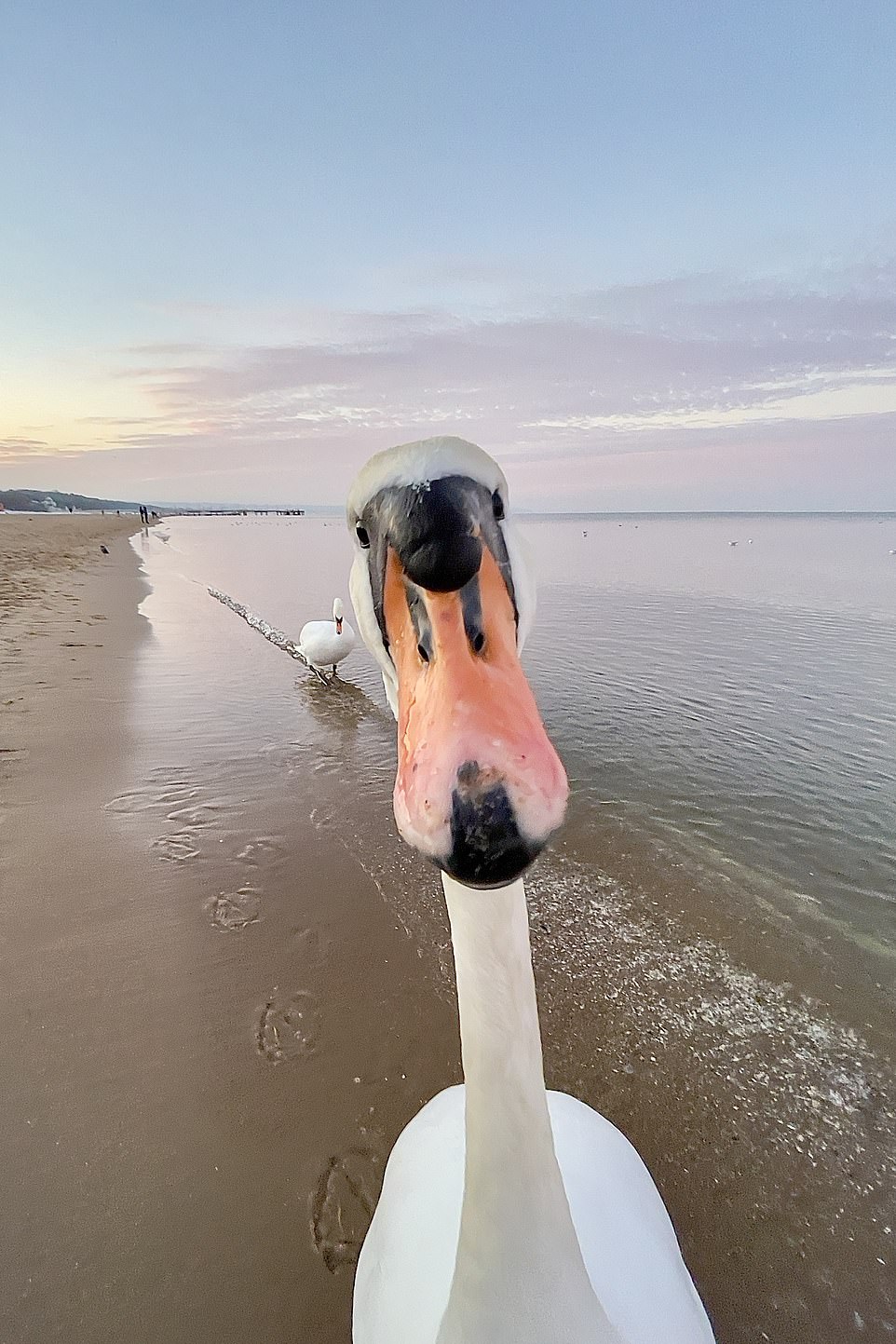 Now that's a selfie by Jaroslaw Kolacz from Poland: 'Swan on the beach was very interested in me'