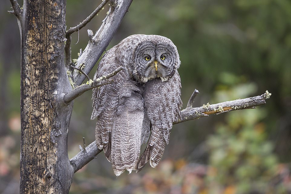 Monday Blahs by John Blumenkamp from Salt Lake City, United States: 'This Great Gray Owl spent most of the afternoon posing majestically and looking, well, wise. But for a moment or two after doing some elegant stretching, he/she would slump and give a look of "is Monday over yet?"