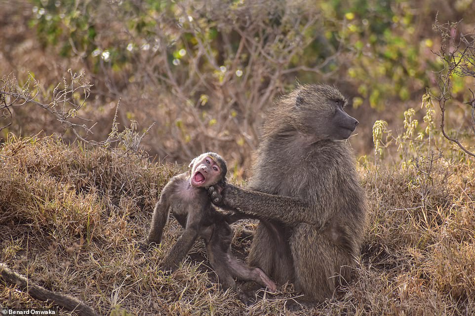 Cheeky Baboon by Benard Omwaka from Nakuru City, Kenya: 'Took my time to watch a family of baboons at Lake Nakuru National Park, Kenya. There were many funny interactions. In this photo, a mischievous baby baboon plays a game of 'catch me if you can' with its patient mother. In this photo the baby was very playful while the mother was trying to groom it. The baby tried getting away severally and this picture is the mother holding it by the ear and the baby with a funny face and mouth wide open looking at the camera. The mother very calm looking the other way. There were other baboons playing around. With a playful tug-of-war between motherly duty and the baby's adventurous spirit, this endearing scene captures the untamed joy of the wild'