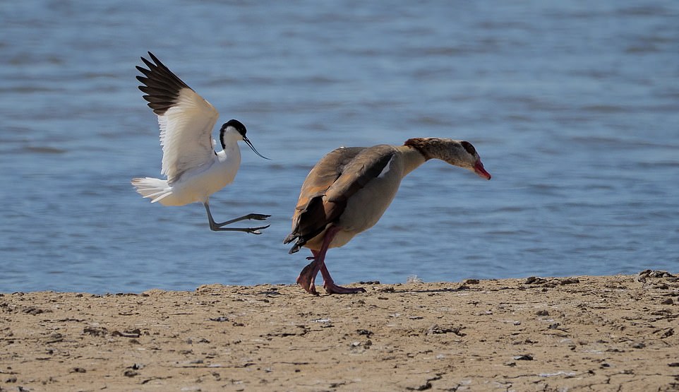 Walk like an Egyptian Goose by Allen Holmes from Rotherham, United Kingdom: 'A territorial Avocet wasn't too happy about this Egyptian Goose arriving early to place a towel on it's sunbed. Fortunately the avocet was a master in the art of Kung-Fu'