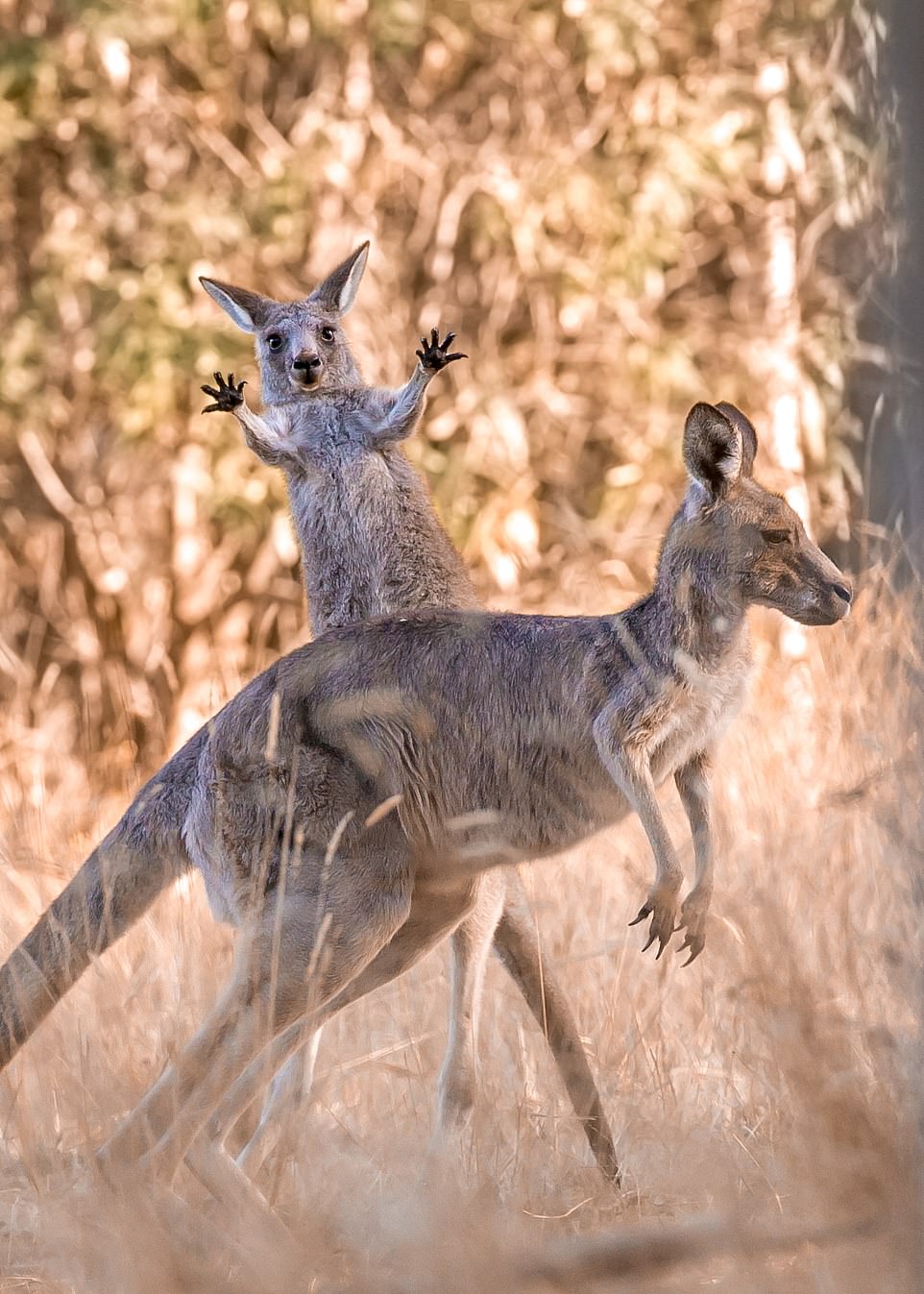 Boing! by Lara Mathews from Melbourne, Australia: 'Taken at Westerfolds Park, a beautiful and surprisingly wild pocket of land in the eastern suburbs of Melbourne, famous for its kangaroo population. The mob was enjoying some morning sunshine when this joey decided to get silly and try his hand at boxing'