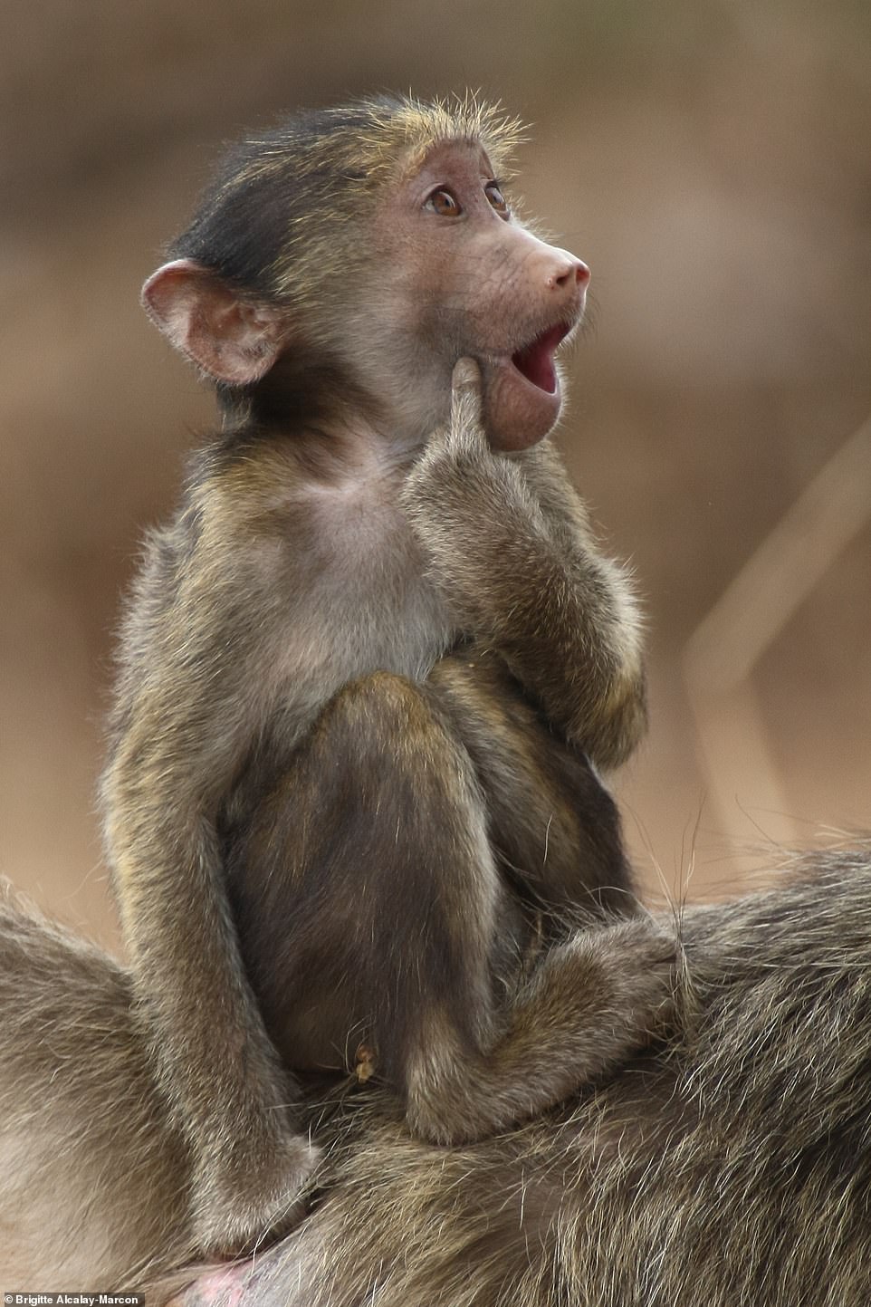 Just a kiss by Brigitte Alcalay-Marcon from Montmeyran, France: 'This young chacma baboon is sitting on it's mother back playing the fool'