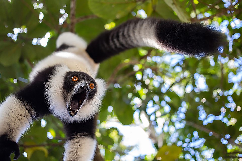 Scream by Sergey Savvi from Saint-Petersburg, Russian Federation: 'The lemur can't hold his emotions'